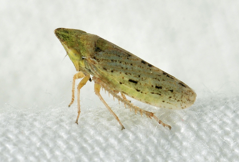 Aphrodes sp.